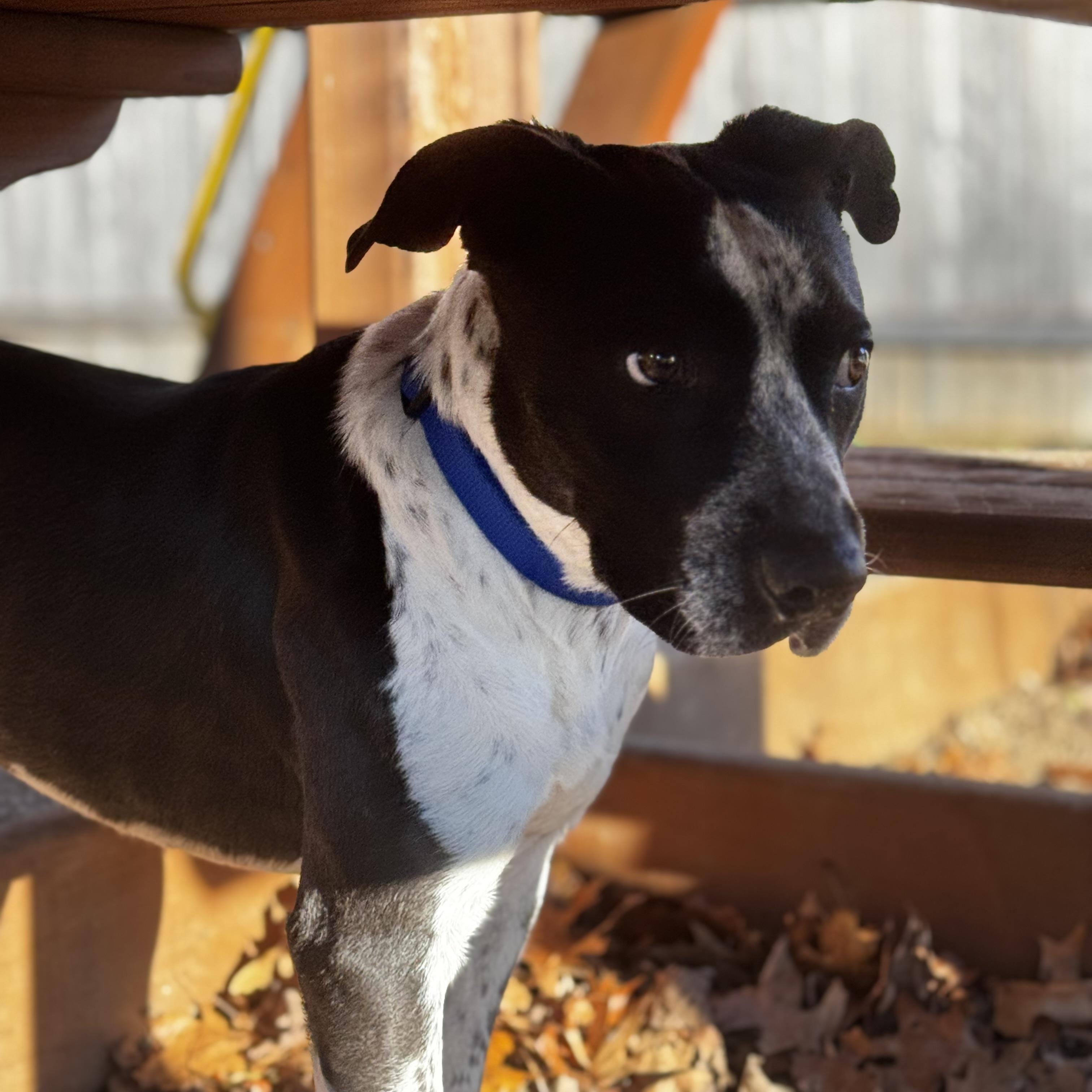 Enlarge Ranger Danger!, a Adoptable mixed breed in Newton, NJ image 3/5