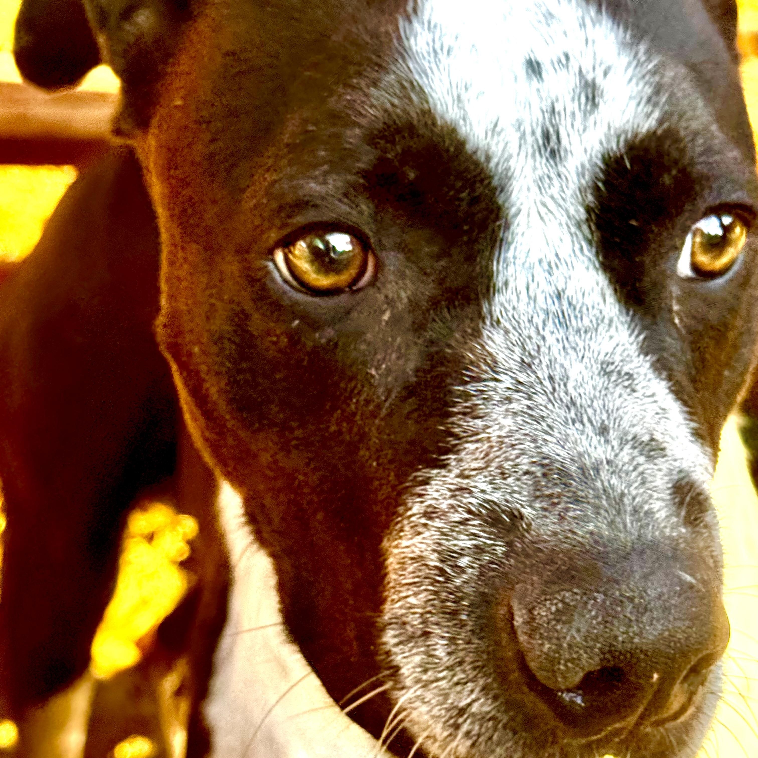 Enlarge Ranger Danger!, a Adoptable mixed breed in Newton, NJ image 4/5