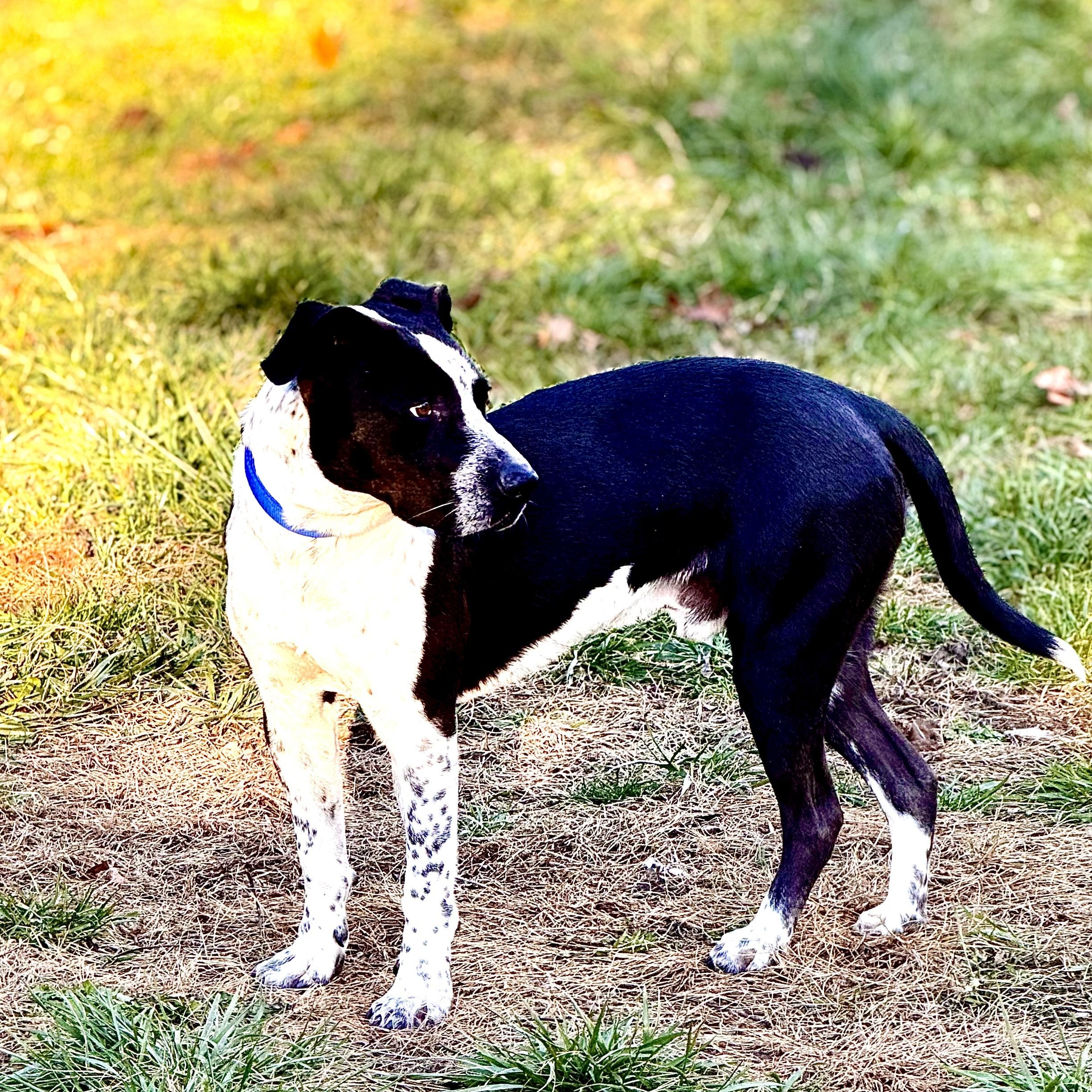 Ranger Danger!, Adoptable, Young Male Staffordshire Bull Terrier & Australian Cattle Dog / Blue Heeler.
