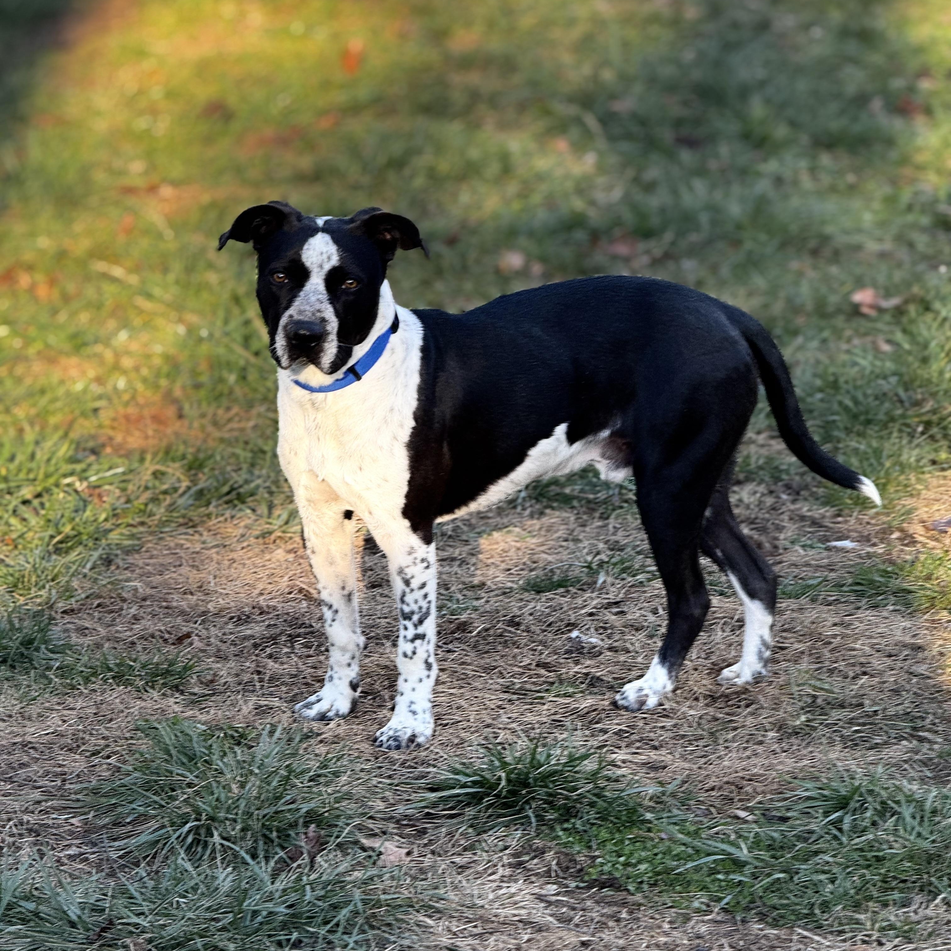 Enlarge Ranger Danger!, a Adoptable mixed breed in Newton, NJ image 5/5