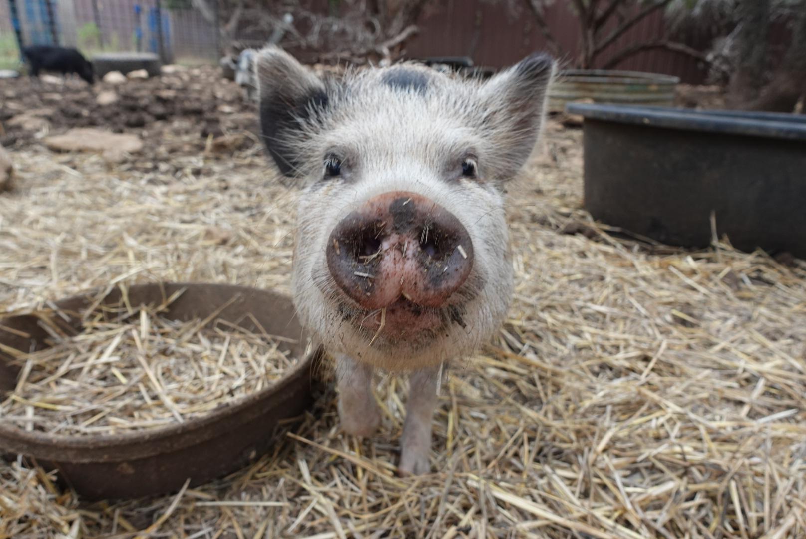 Enlarge Willie, a Adoptable Pig in Bulverde, TX image 1/3