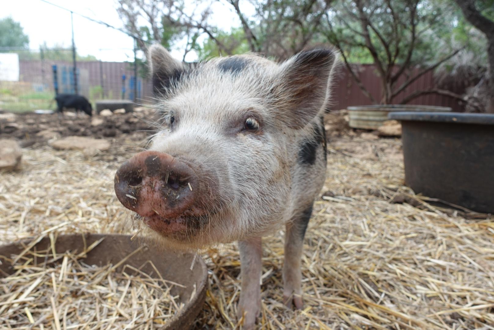Enlarge Willie, a Adoptable Pig in Bulverde, TX image 2/3