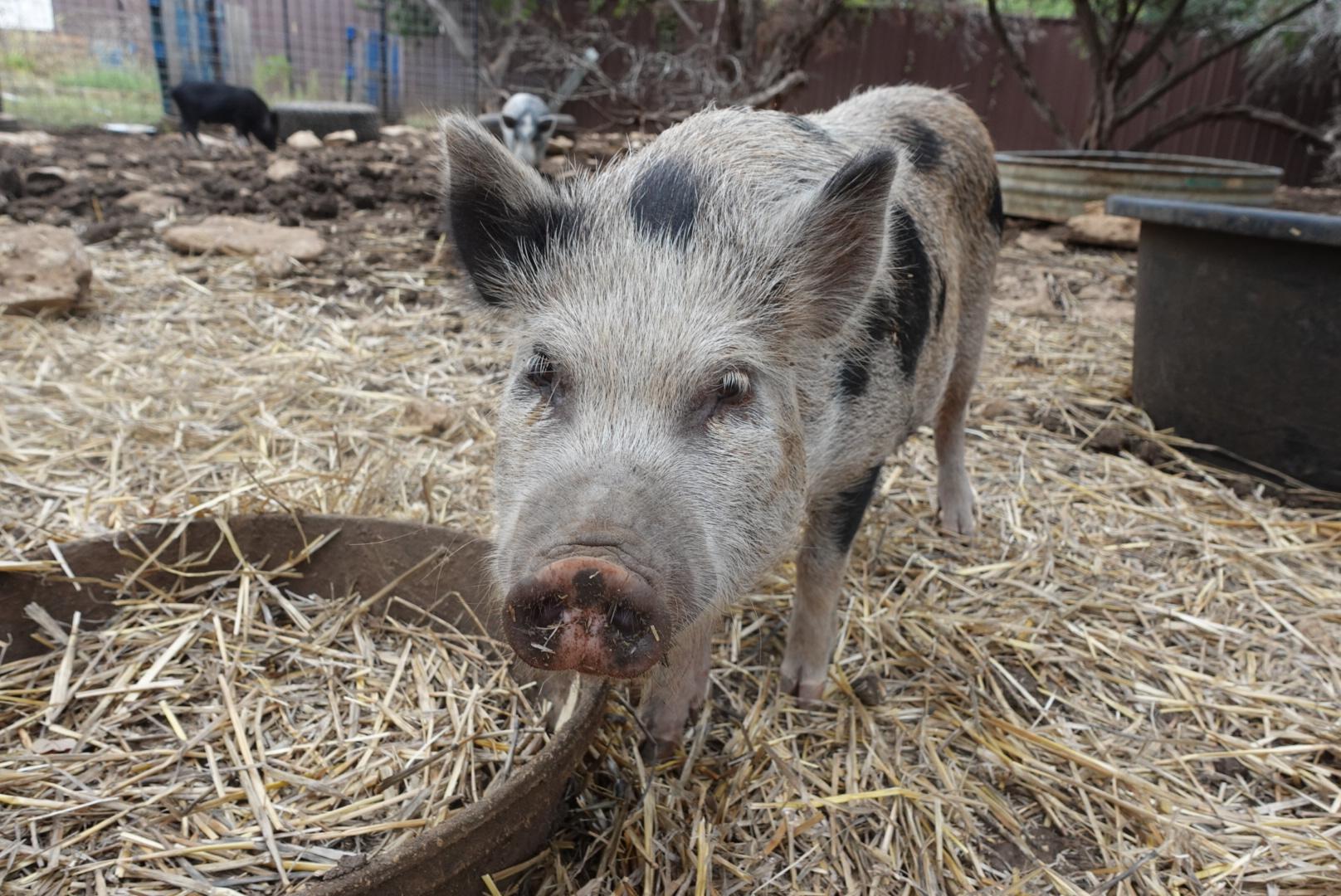 Enlarge Willie, a Adoptable Pig in Bulverde, TX image 3/3