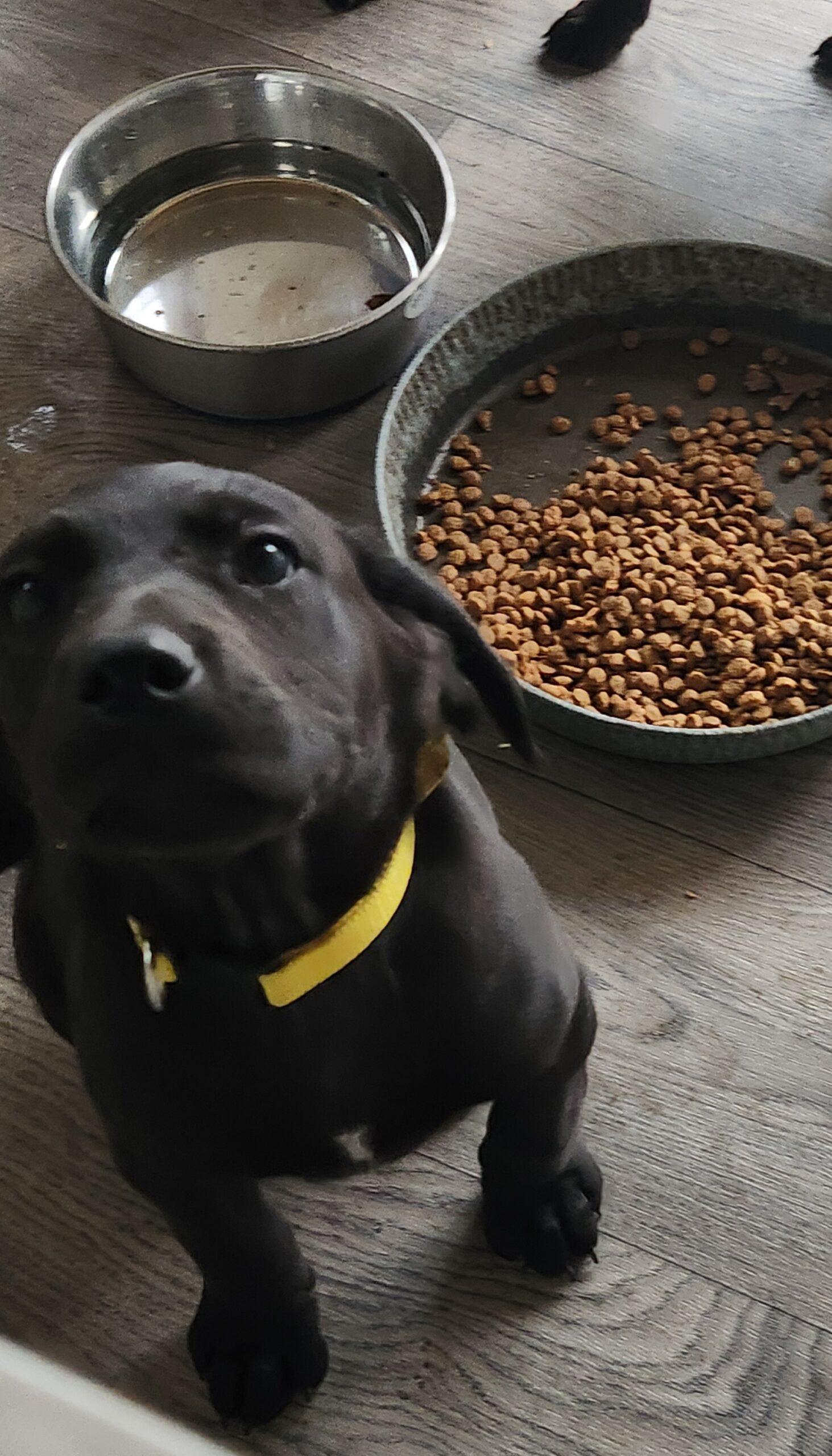 Sonny 252, Adoptable, Puppy Male Black Labrador Retriever & Australian Shepherd.