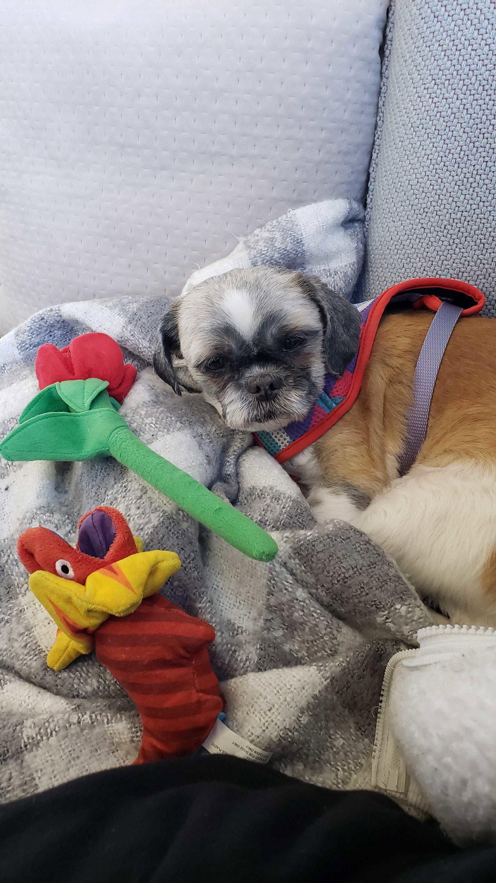 Enlarge Quinn-ARR, a Adopted Shih Tzu in Pataskala, OH image 1/3