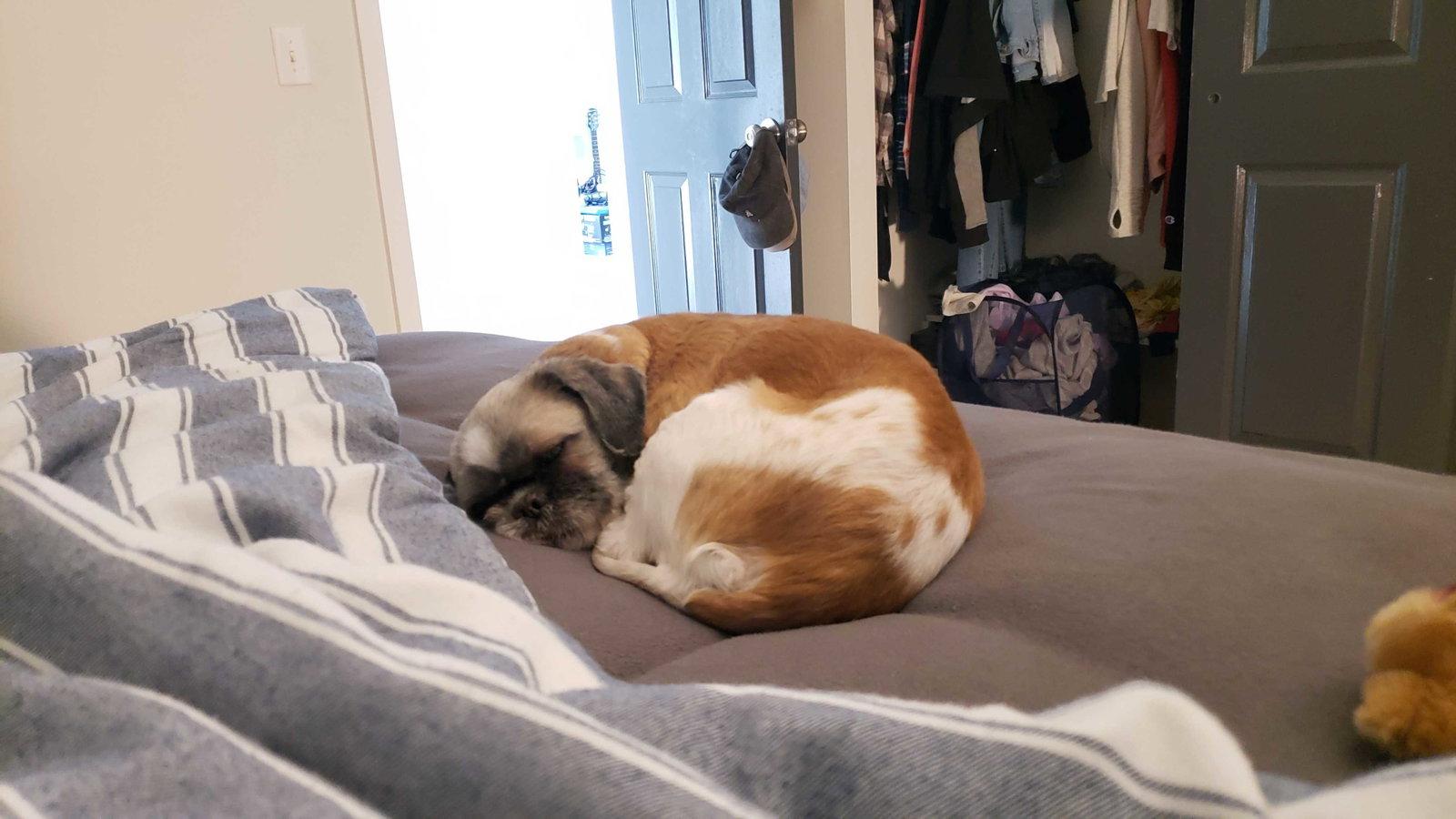 Enlarge Quinn-ARR, a Adopted Shih Tzu in Pataskala, OH image 2/3