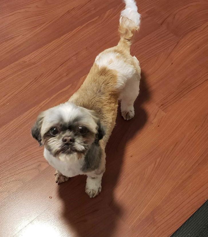 Enlarge Quinn-ARR, a Adopted Shih Tzu in Pataskala, OH image 3/3