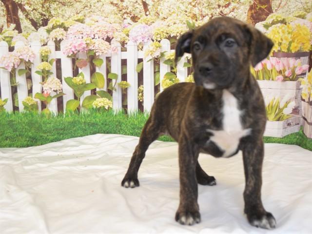 Enlarge MR BINGLEY, a Adoptable mixed breed in Oroville, CA image 1/1