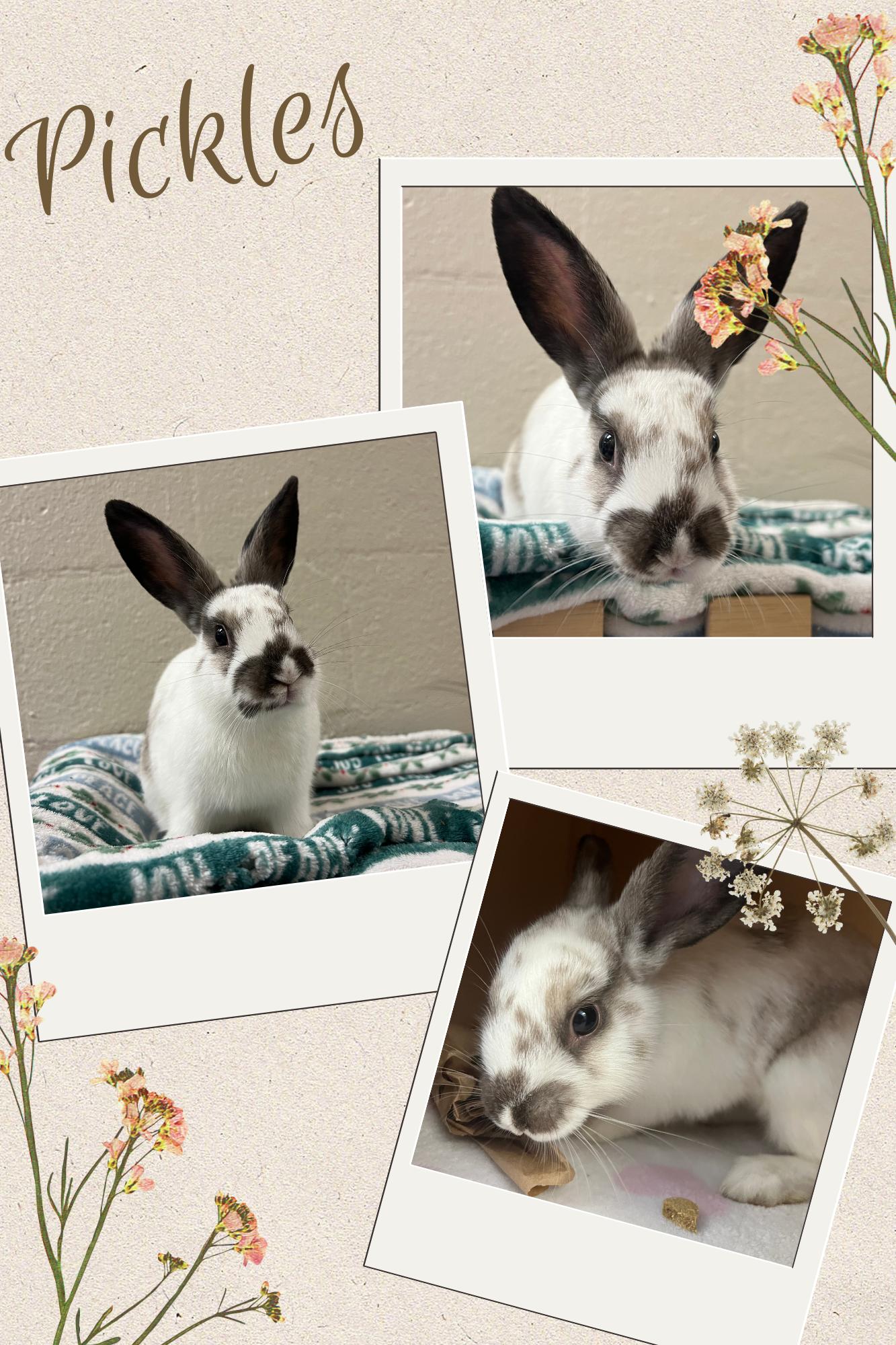 Pickles, Adoptable, Young Female English Spot.