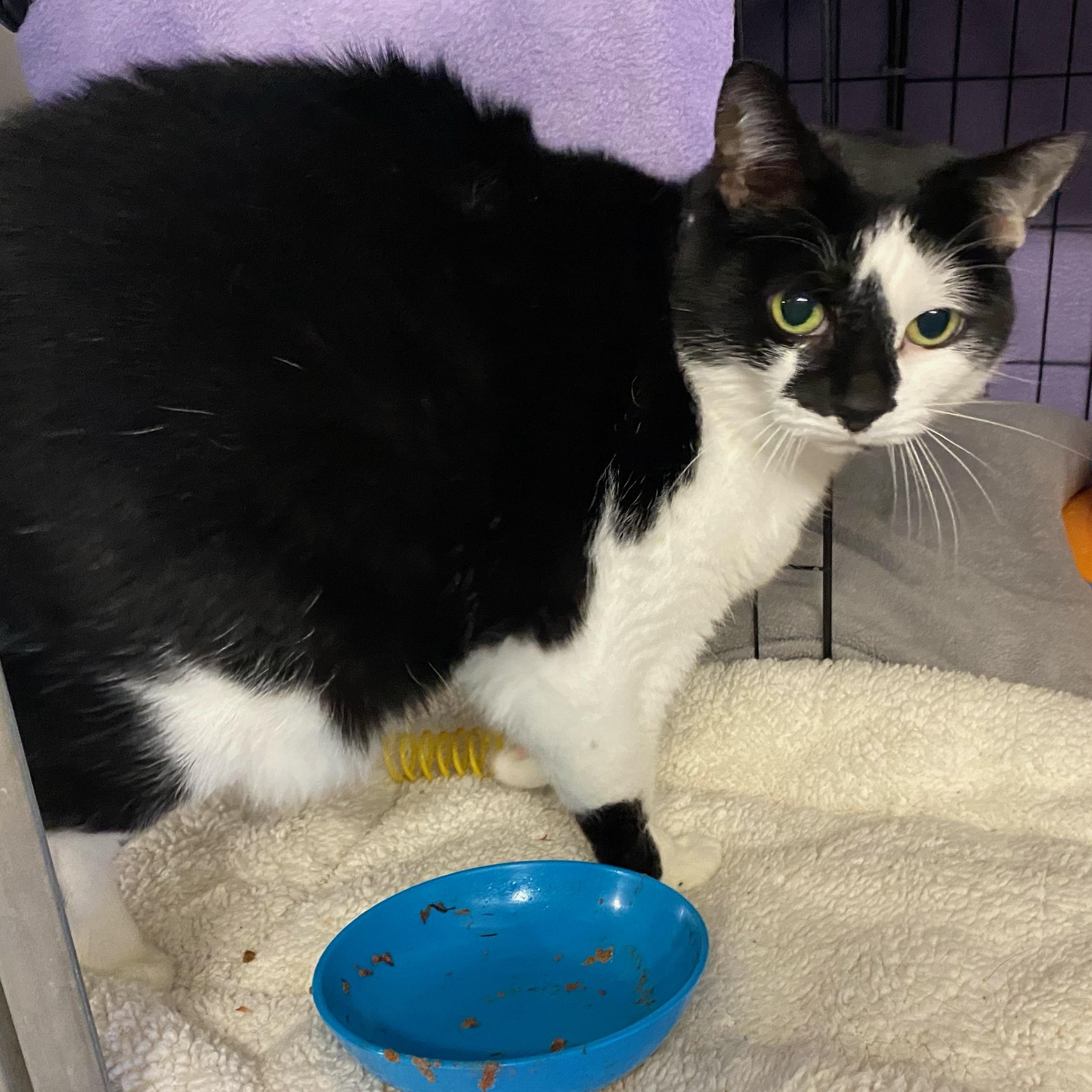 Enlarge Luna, an adopted Domestic Short Hair in Holly, MI image 1/2