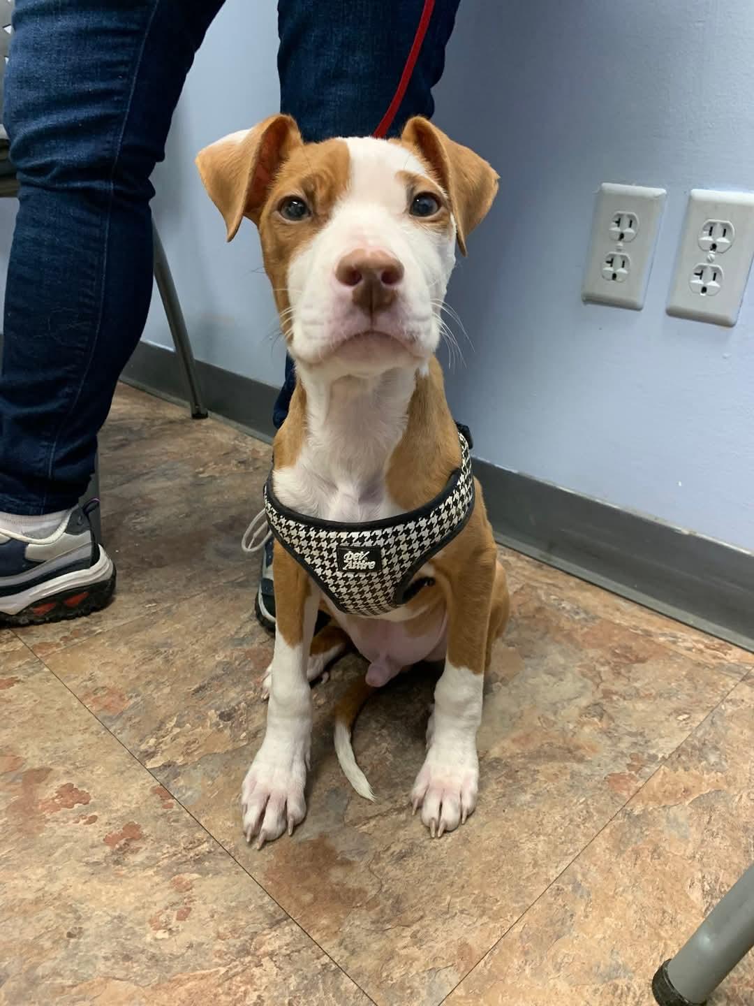 Pigpen * DIABETIC*   tinycauseadopt@gmail.com
