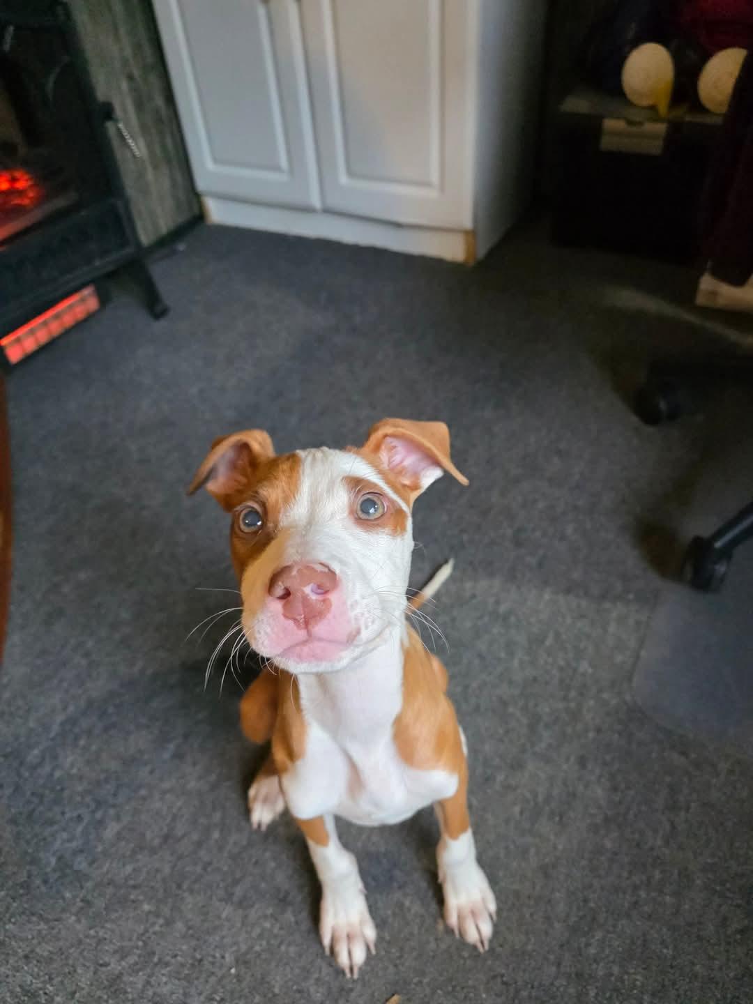 Pigpen * DIABETIC*   tinycauseadopt@gmail.com