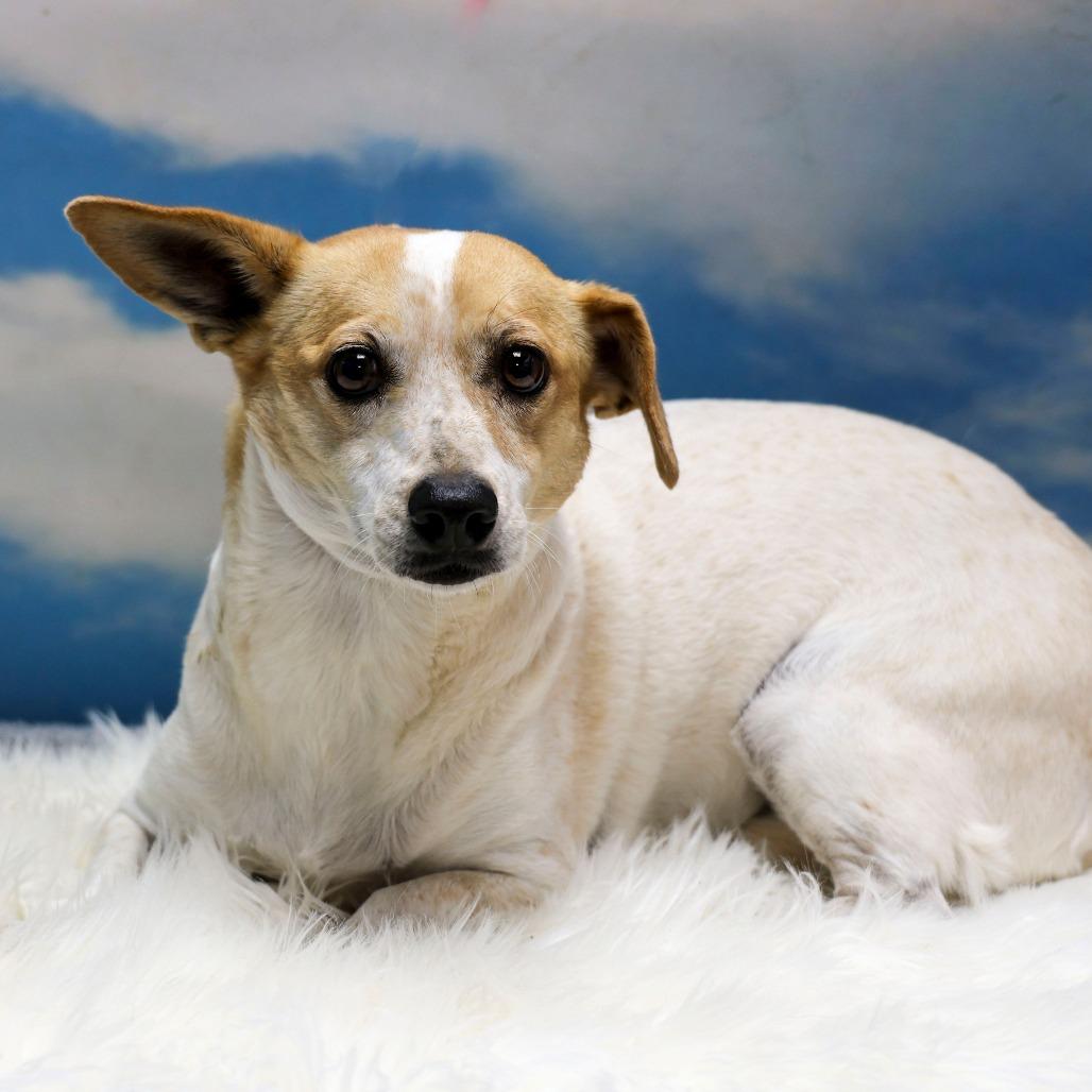 Britta, a Adoptable mixed breed in Casa Grande, AZ image 1/3