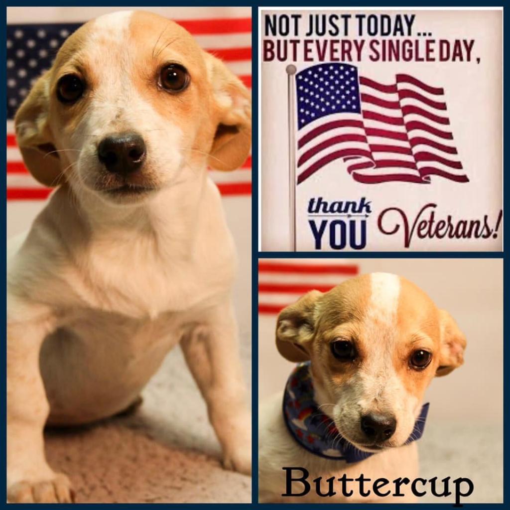 Britta, a Adoptable mixed breed in Casa Grande, AZ image 2/3