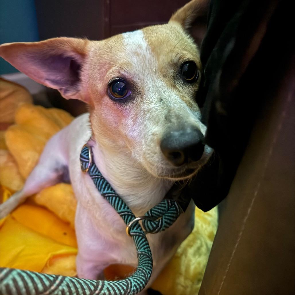 Britta, a Adoptable mixed breed in Casa Grande, AZ image 3/3