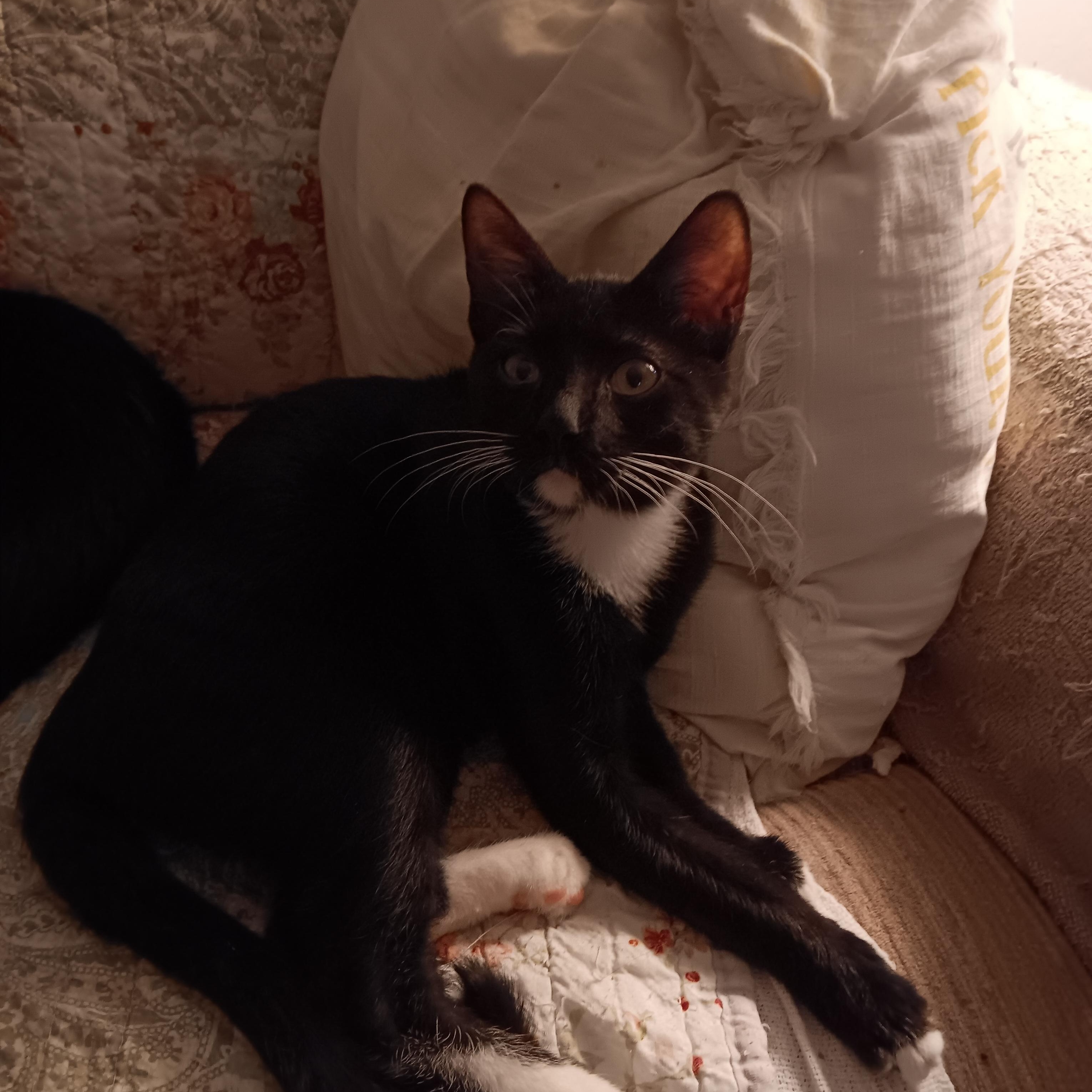 Enlarge Eli, a ADOPTABLE Domestic Short Hair in Antioch, CA image 1/2