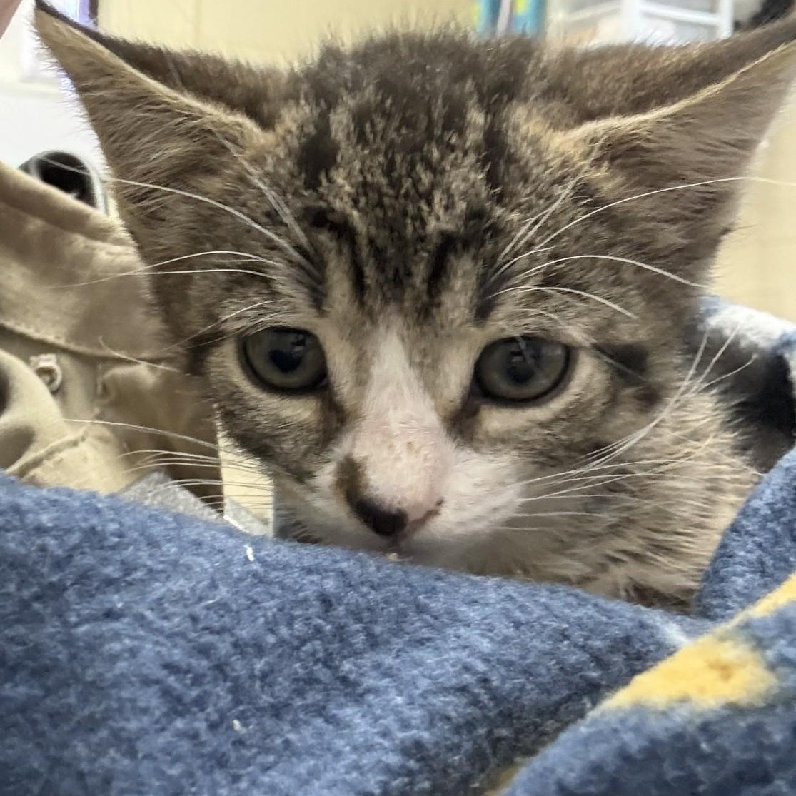 Enlarge Burger, a ADOPTABLE Domestic Short Hair in Elberon, VA image 1/1