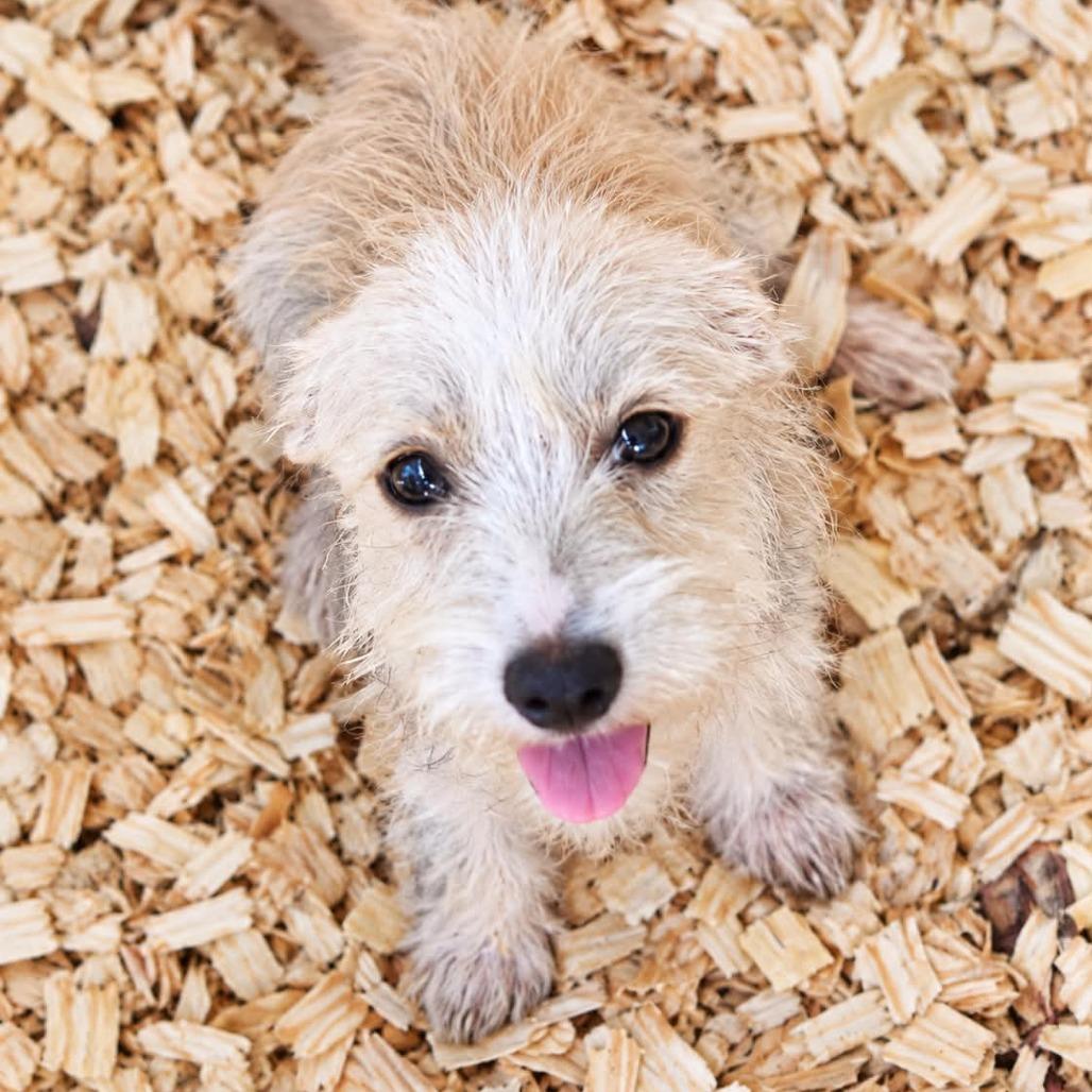 Enlarge Gritz, a Adoptable Terrier in Katy, TX image 1/1