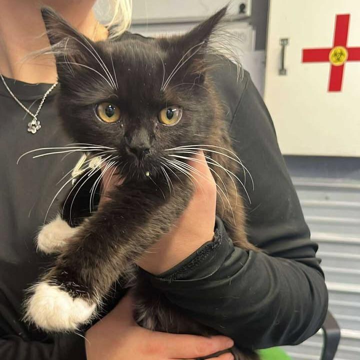 Malachi, adopted, Young Male Domestic Medium Hair.