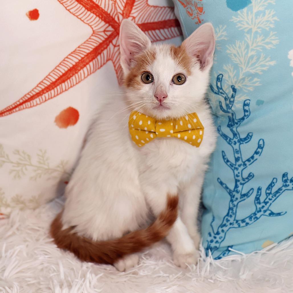 Thursday, Adoptable, Kitten Male Domestic Medium Hair.