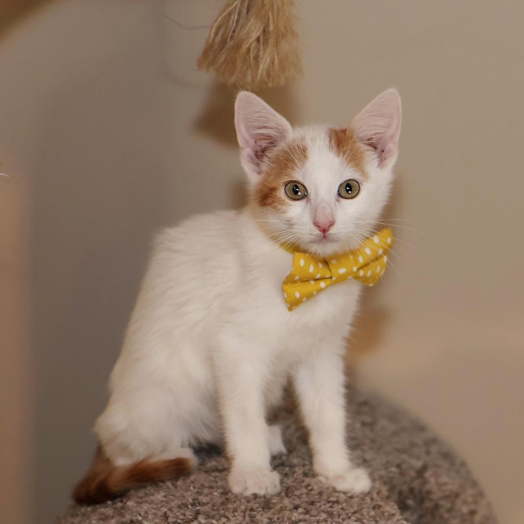 Enlarge Thursday, a Adoptable Domestic Medium Hair in FAIRWAY, KS image 2/6