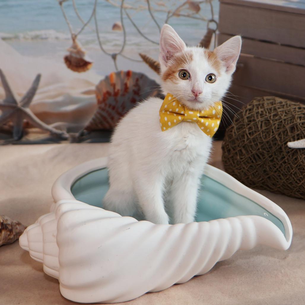Enlarge Thursday, a Adoptable Domestic Medium Hair in FAIRWAY, KS image 3/6