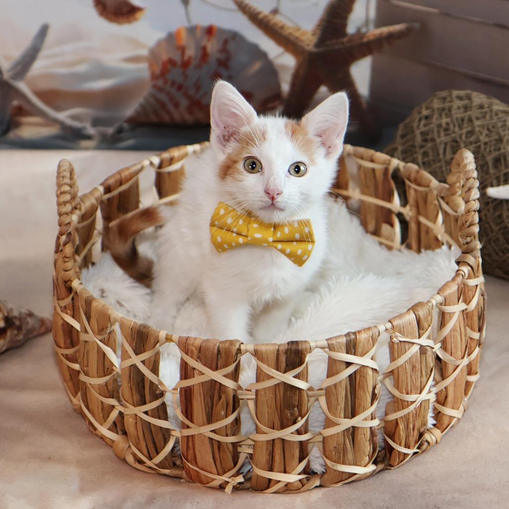 Enlarge Thursday, a Adoptable Domestic Medium Hair in FAIRWAY, KS image 4/6