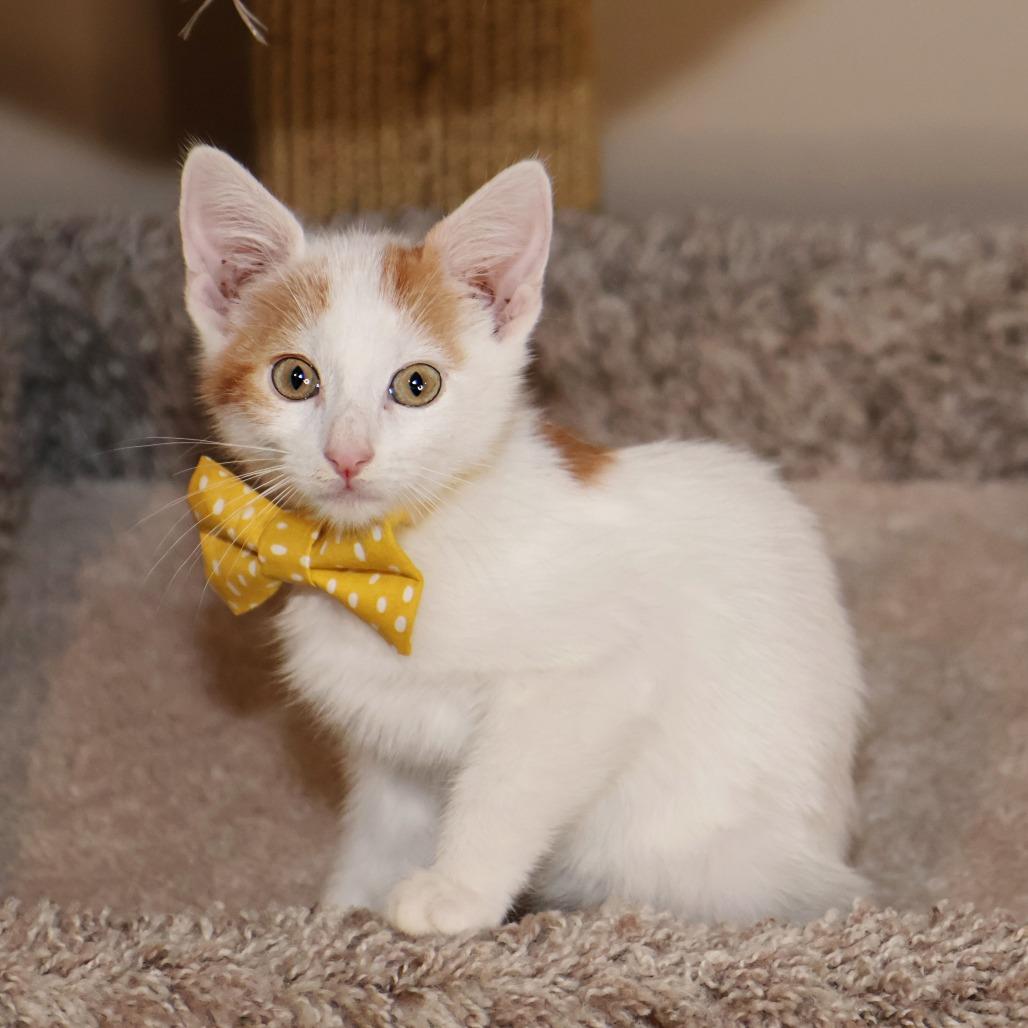 Enlarge Thursday, a Adoptable Domestic Medium Hair in FAIRWAY, KS image 5/6