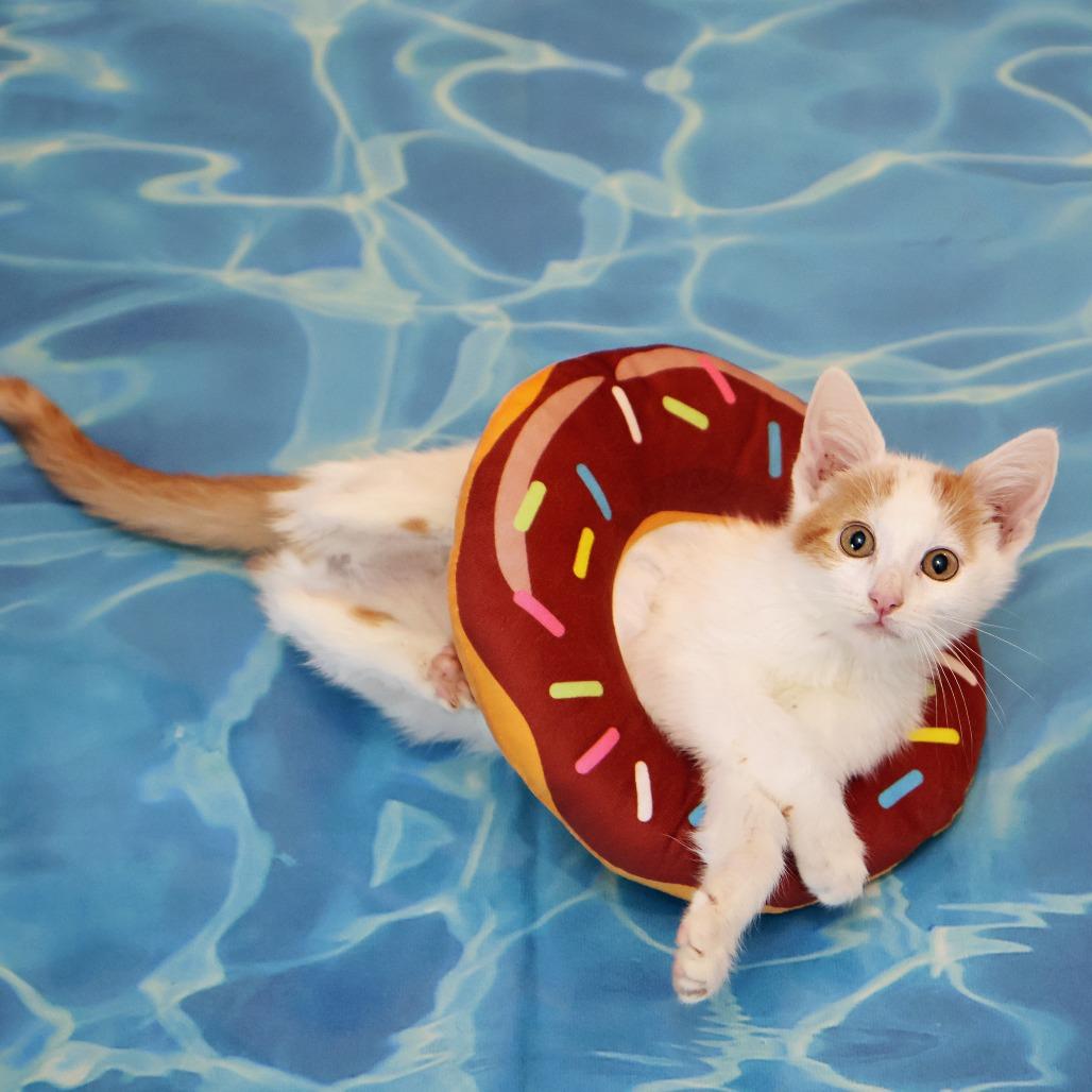 Enlarge Thursday, a Adoptable Domestic Medium Hair in FAIRWAY, KS image 6/6