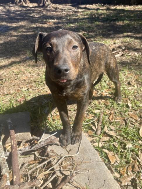 Enlarge BINA, a Adoptable mixed breed in Houston, TX image 1/1