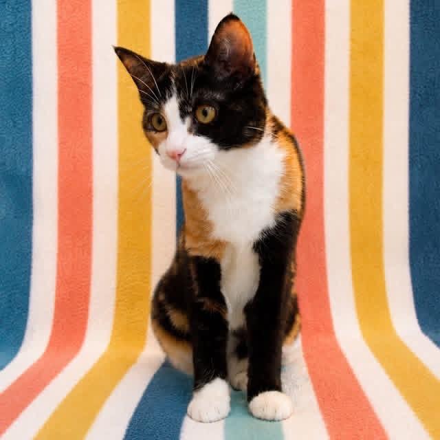 Starbit, Adoptable, Young Female Domestic Short Hair.