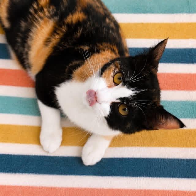 Starbit, a Adoptable Domestic Short Hair in Hattiesburg, MS image 2/3