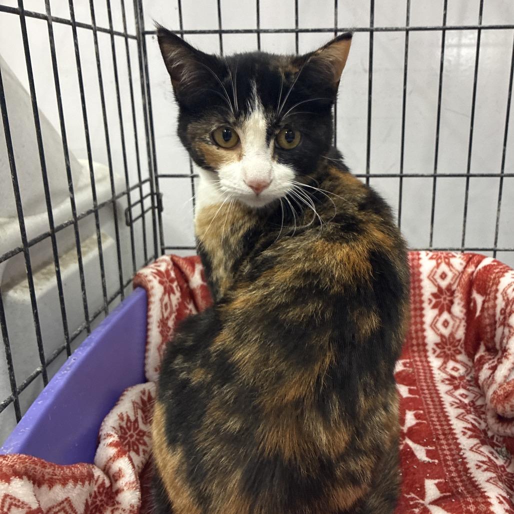 Starbit, a Adoptable Domestic Short Hair in Hattiesburg, MS image 3/3