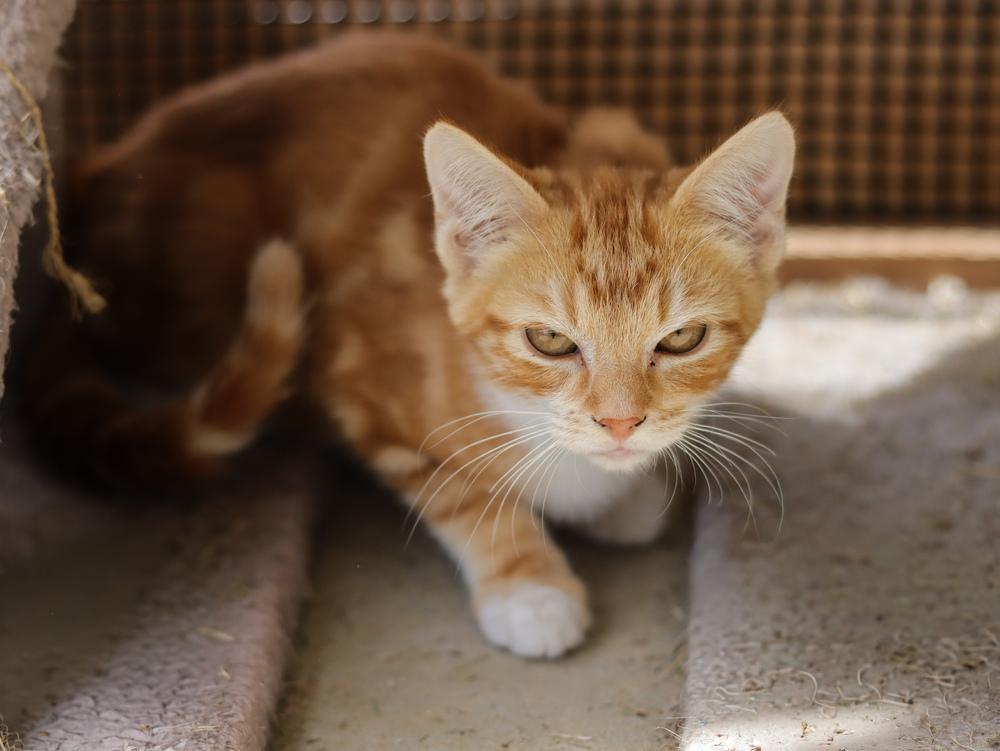 Sprinter, Adoptable, Young Male Domestic Short Hair.