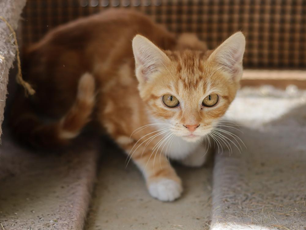 Enlarge Sprinter, a Adoptable Domestic Short Hair in Lewisburg, TN image 2/2