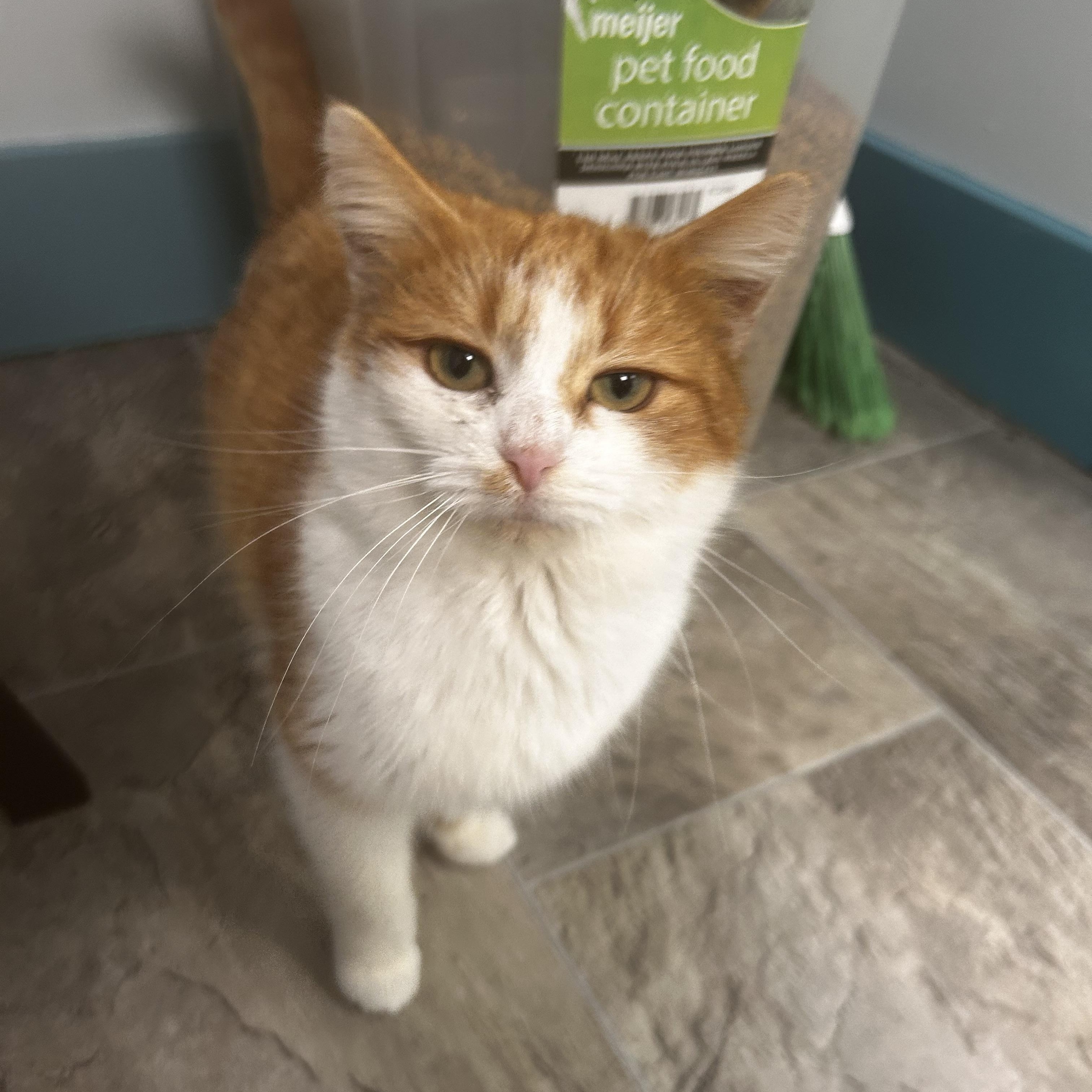 Andrea - ADOPTION PENDING!, adopted, Kitten Female Domestic Short Hair.