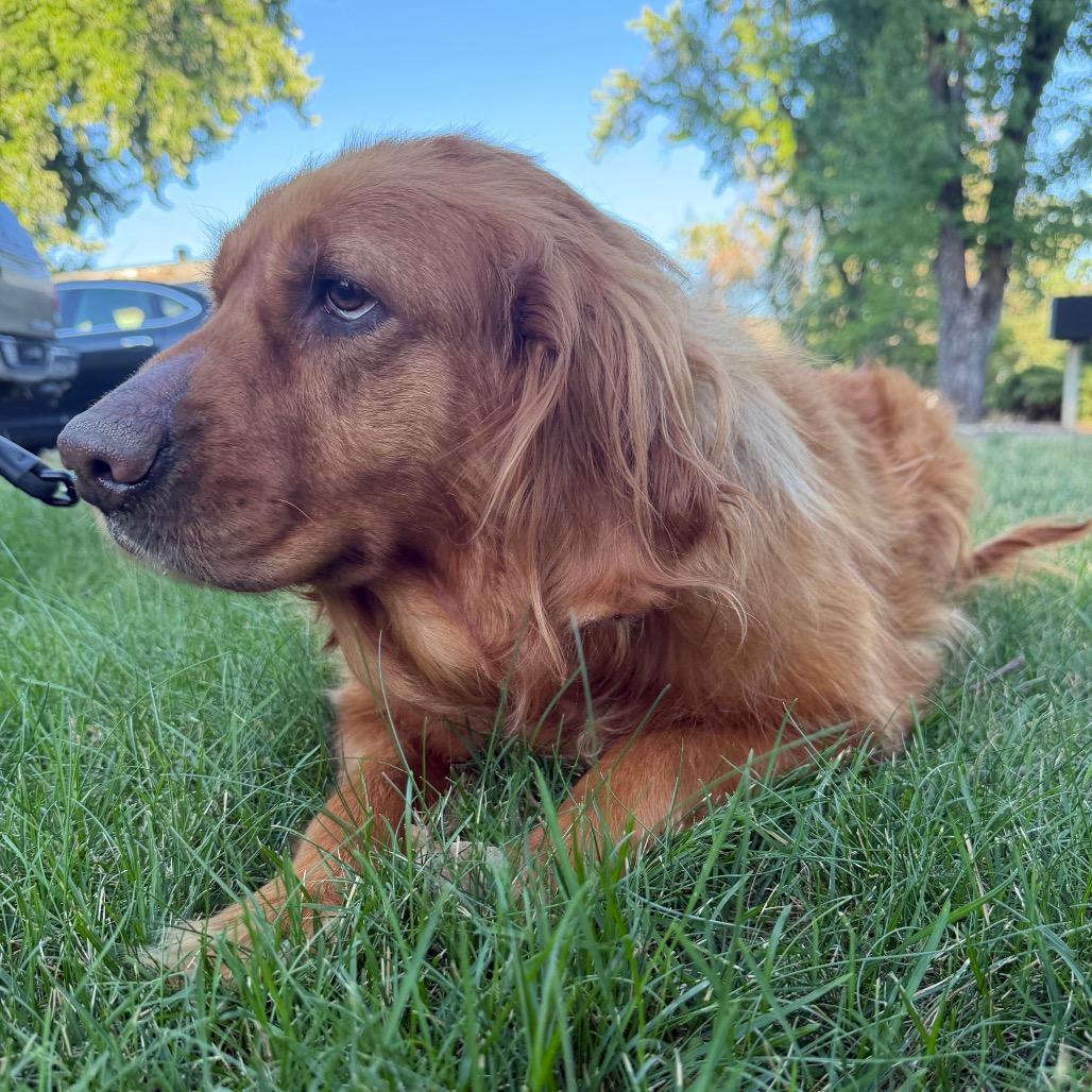 Mollie, Adoptable, Adult Female Golden Retriever & Labrador Retriever.