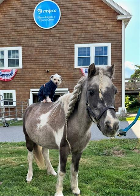 ROMEO, Adoptable, Senior Male Miniature Horse.