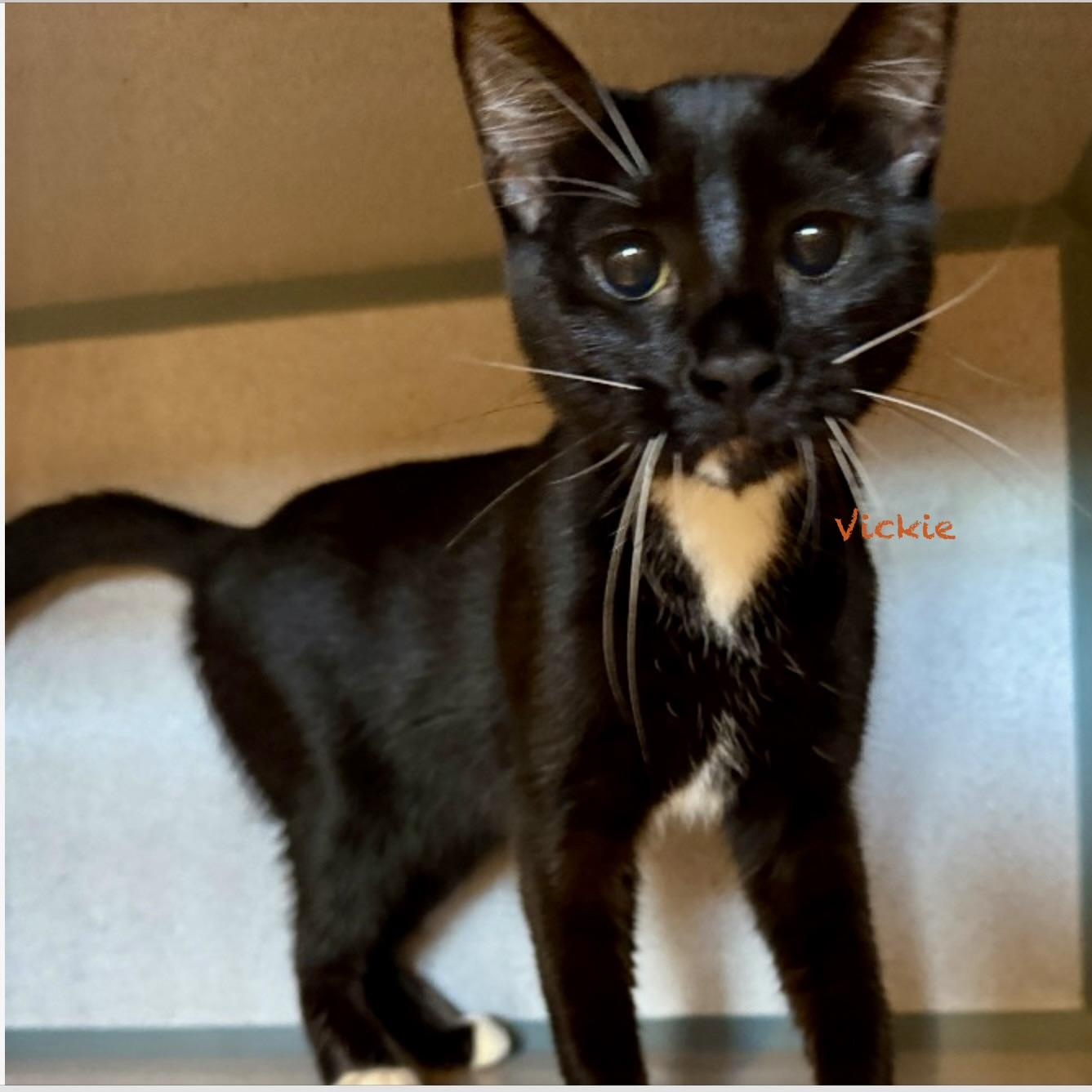 Enlarge Vickie, an adopted Domestic Short Hair in Palatine, IL image 1/1