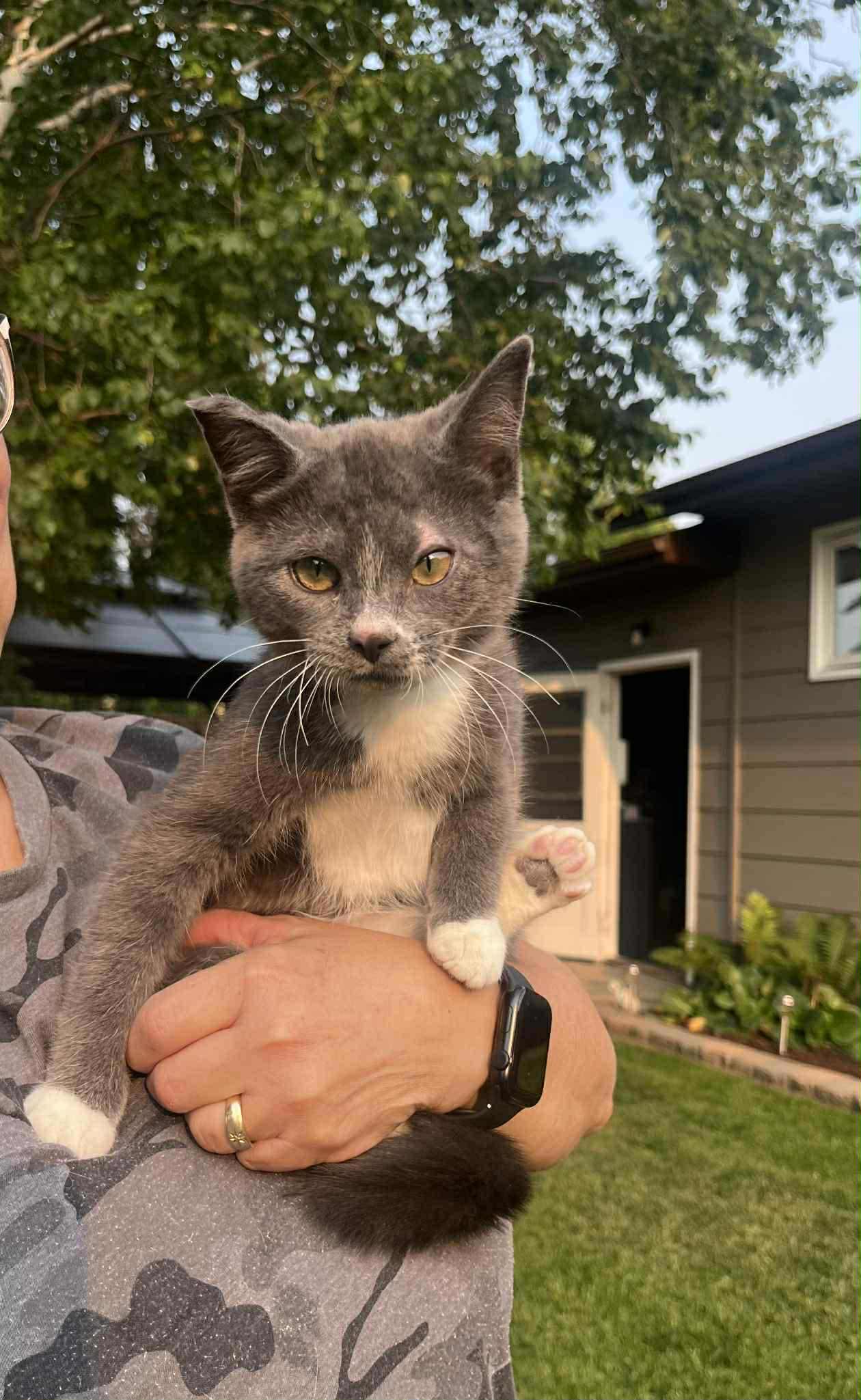 Lily, Adoptable, Young Female Domestic Short Hair.