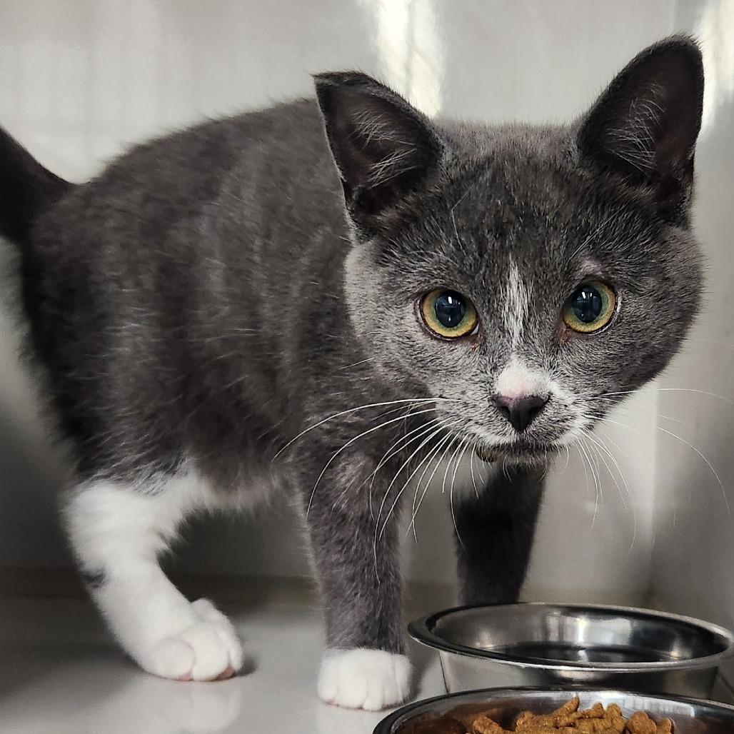 Lily, a Adoptable mixed breed in Humboldt , SK image 2/2