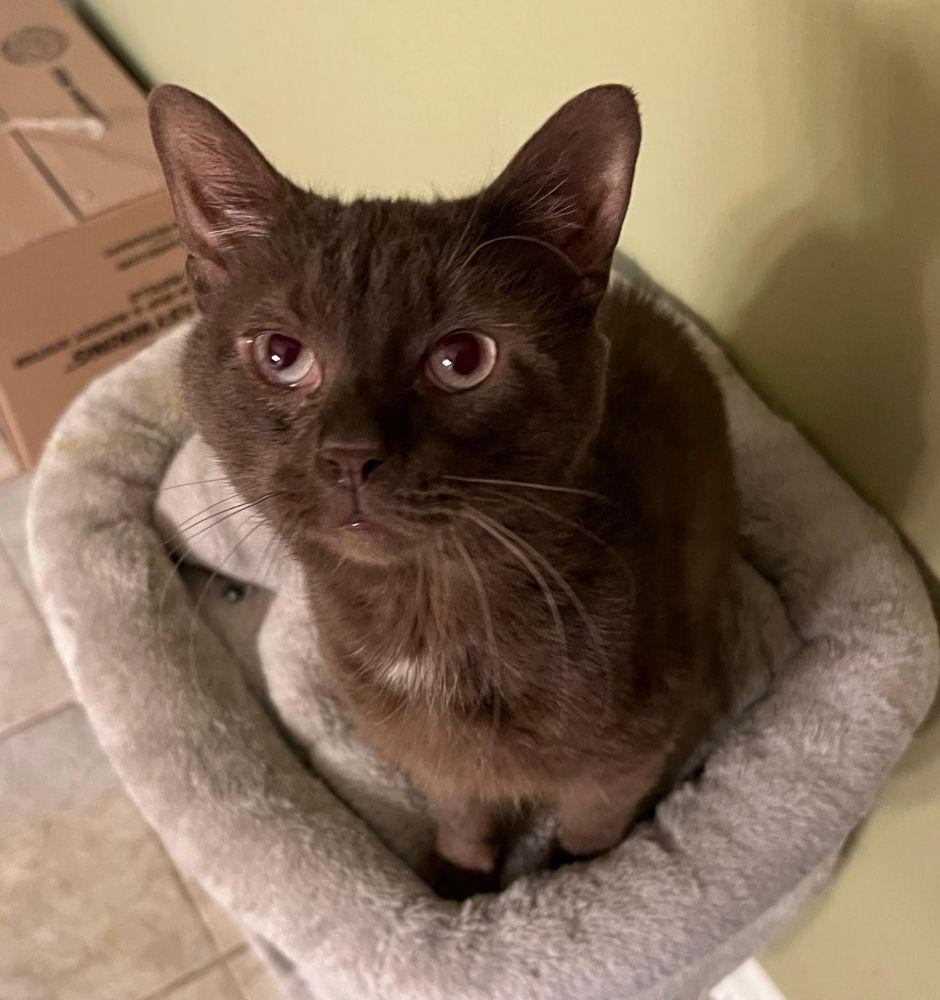 Chocolate - RARE gorgeous coat! , ADOPTABLE, Adult Male Havana & Domestic Short Hair.