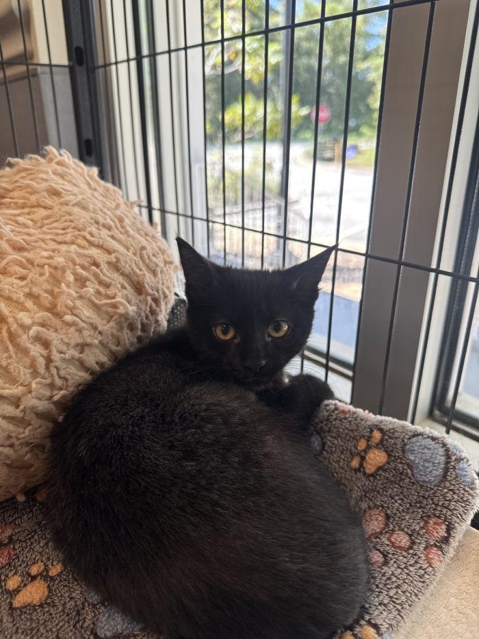 Dove, Adoptable, Young Female Domestic Short Hair.
