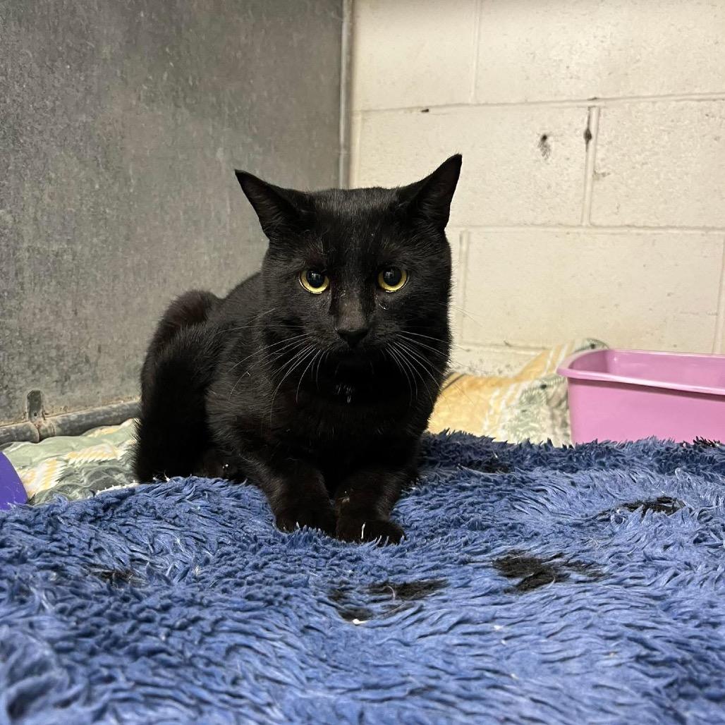 Cat for adoption - Casper, a Domestic Short Hair in Crookston, MN | Petfinder