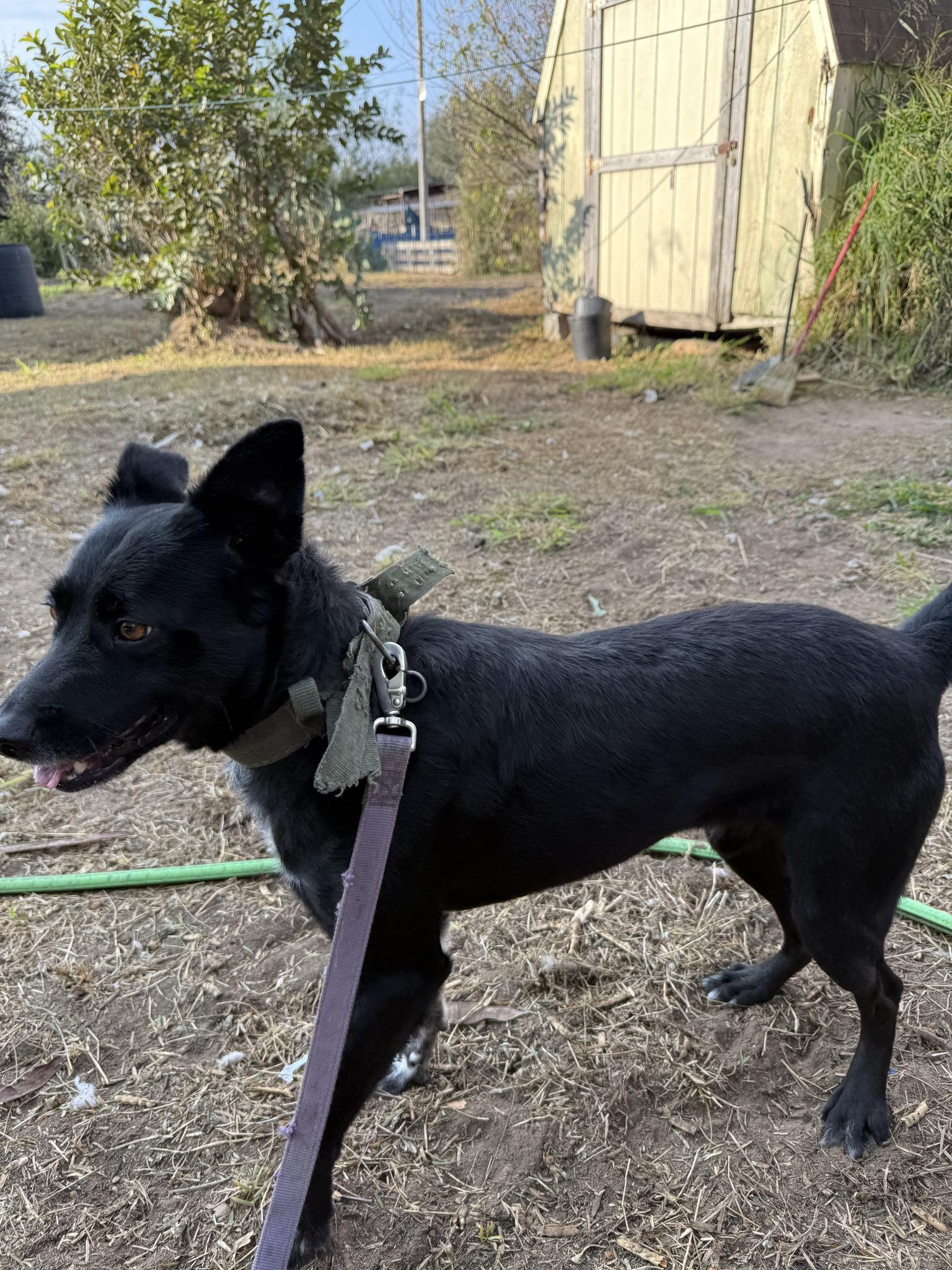 Enlarge Ronan, an adoptable mixed breed in Woodstock, ON image 2/2