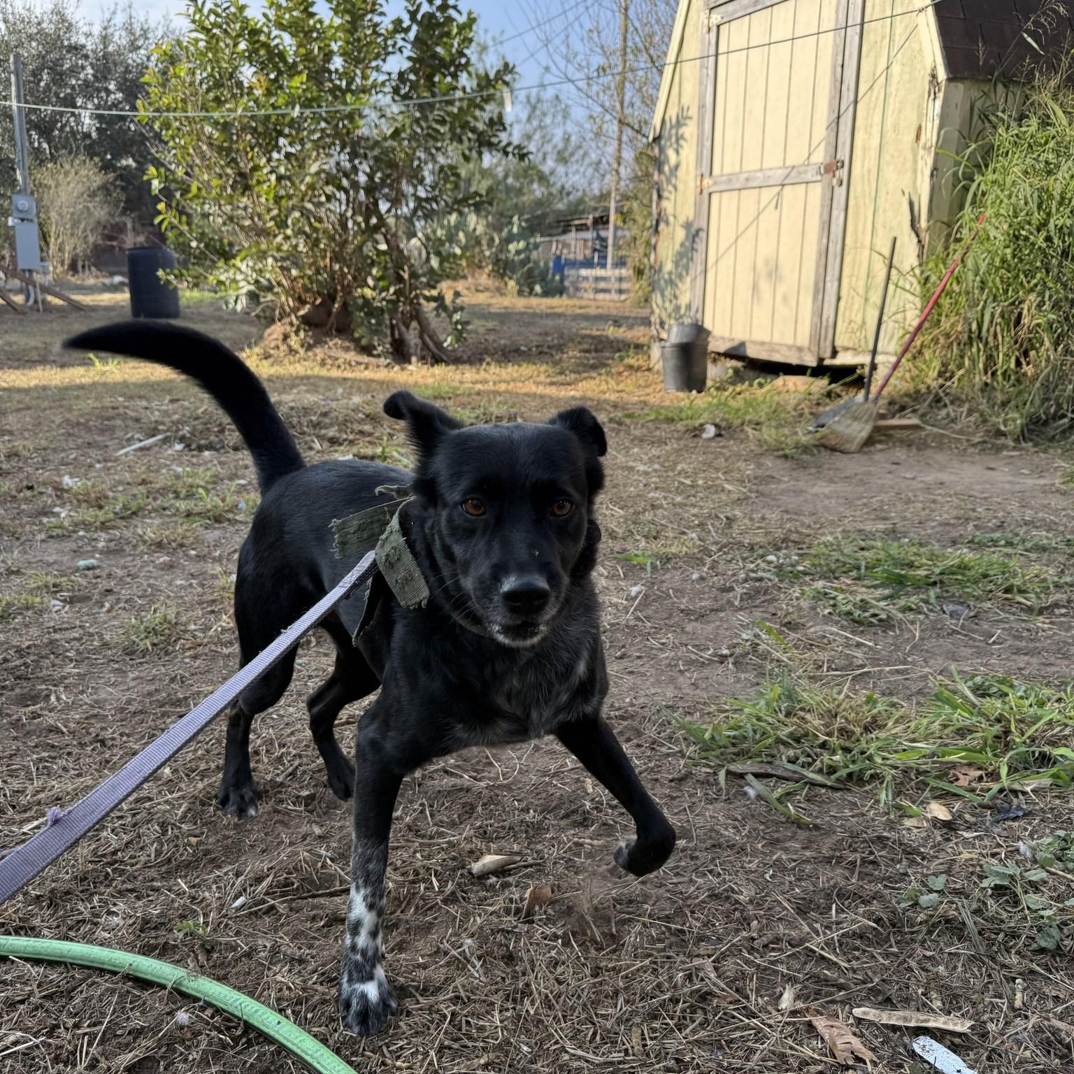 Ronan, adoptable, Adult Male Black Labrador Retriever.