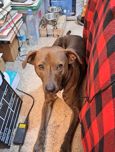 Coco, Adoptable, Young Male Labrador Retriever.