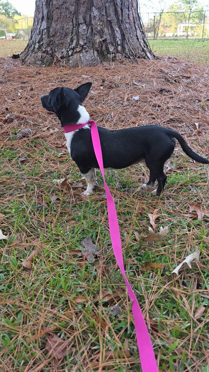 Radar, a Adoptable mixed breed in Baker, LA image 2/5