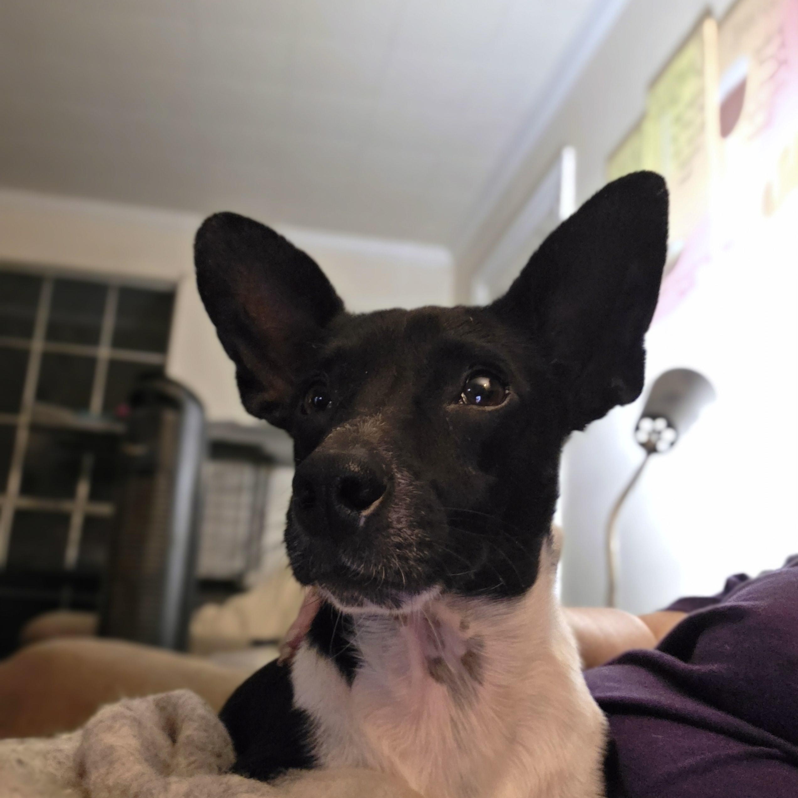 Radar, a Adoptable mixed breed in Baker, LA image 1/5