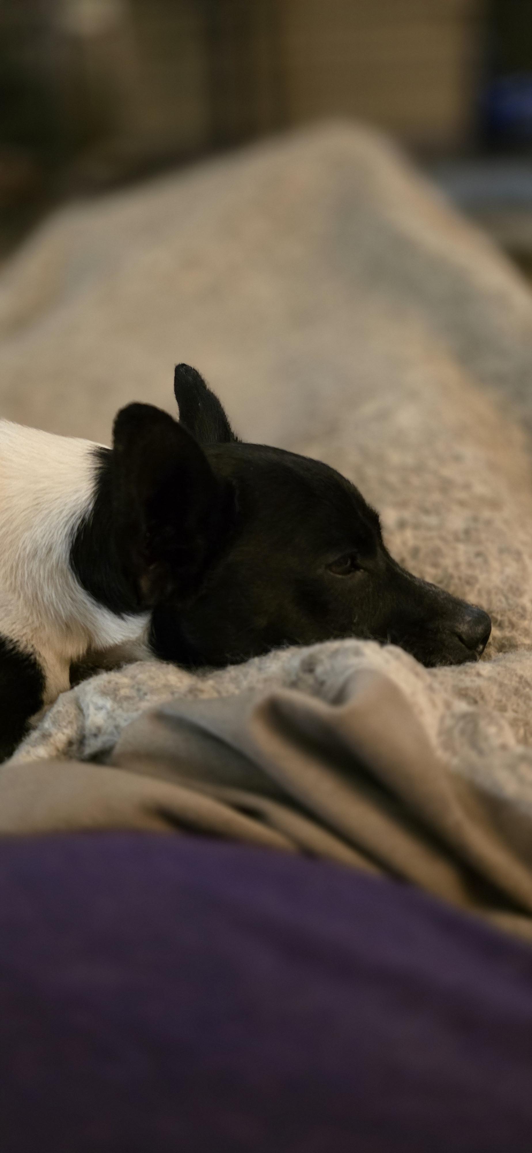 Radar, a Adoptable mixed breed in Baker, LA image 4/5